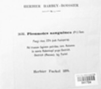 Pionnotes sanguinea image